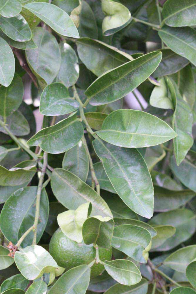              Sun leaves (Riverside, CA)       